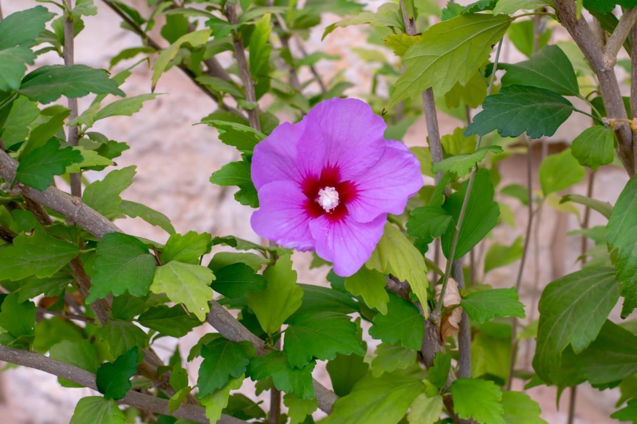 הבית של סתיו Rosh Pina Extérieur photo